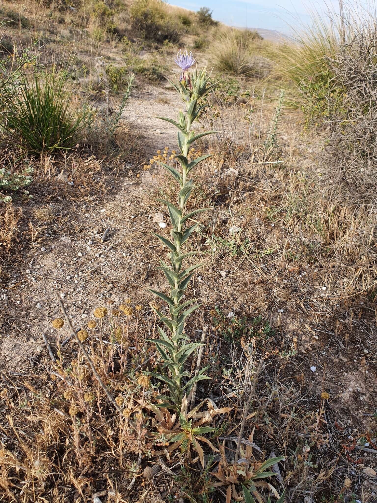 Carduncellus pectinatus (Desf.) DC.的圖片