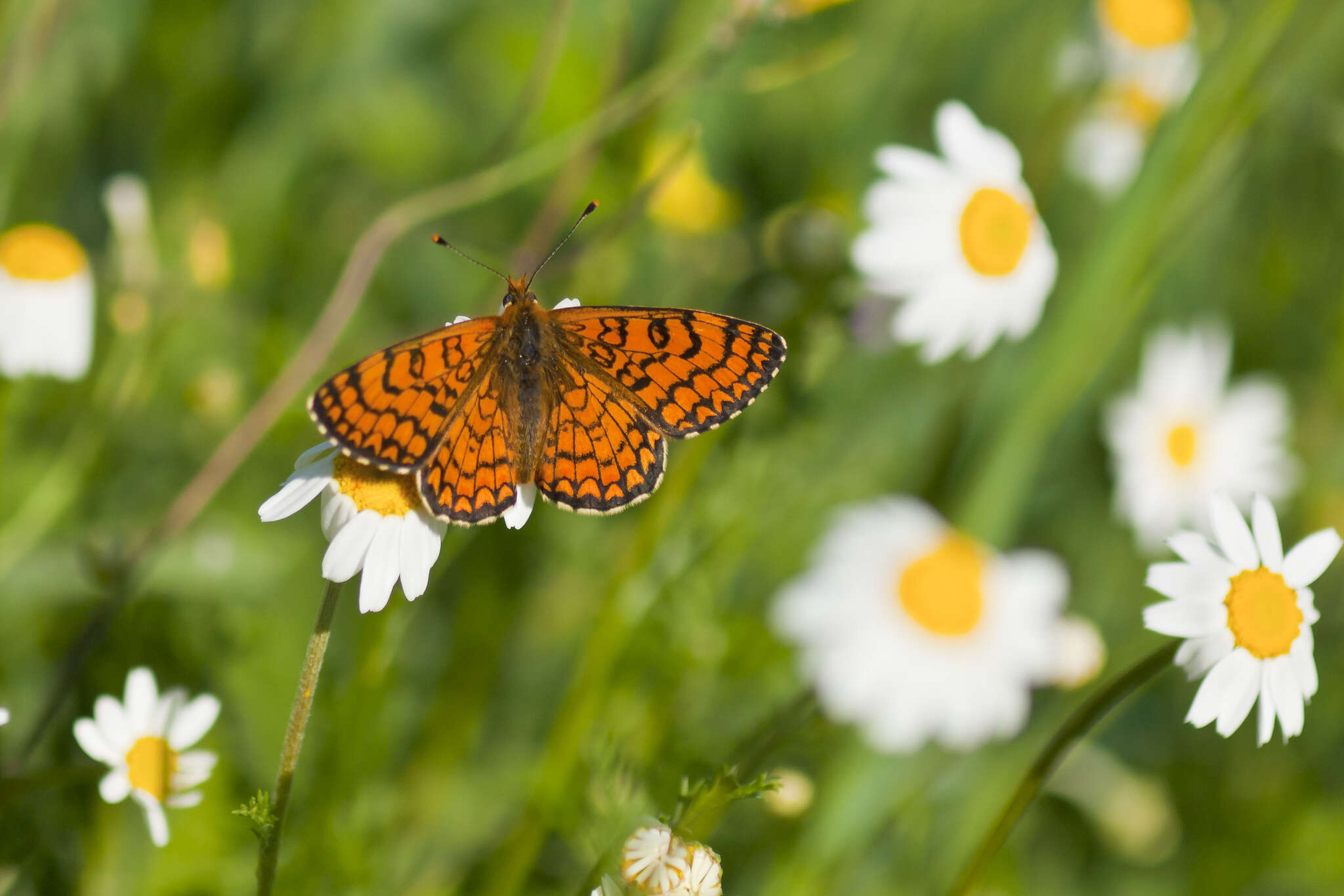 Plancia ëd <i>Melitaea deione</i>