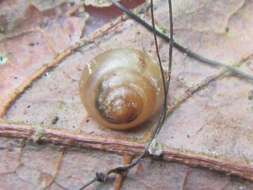 Image of Coneuplecta calculosa (Gould 1852)