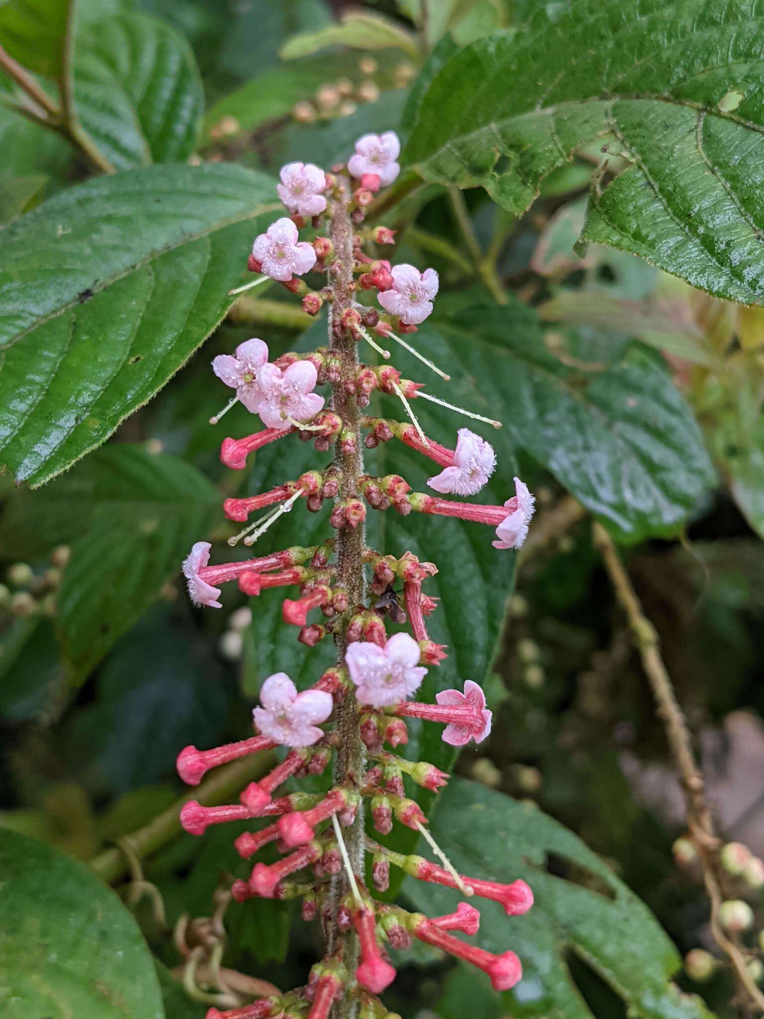 Image of Gonzalagunia rosea Standl.