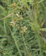 Image de Lespedeza angustifolia (Pursh) Elliott