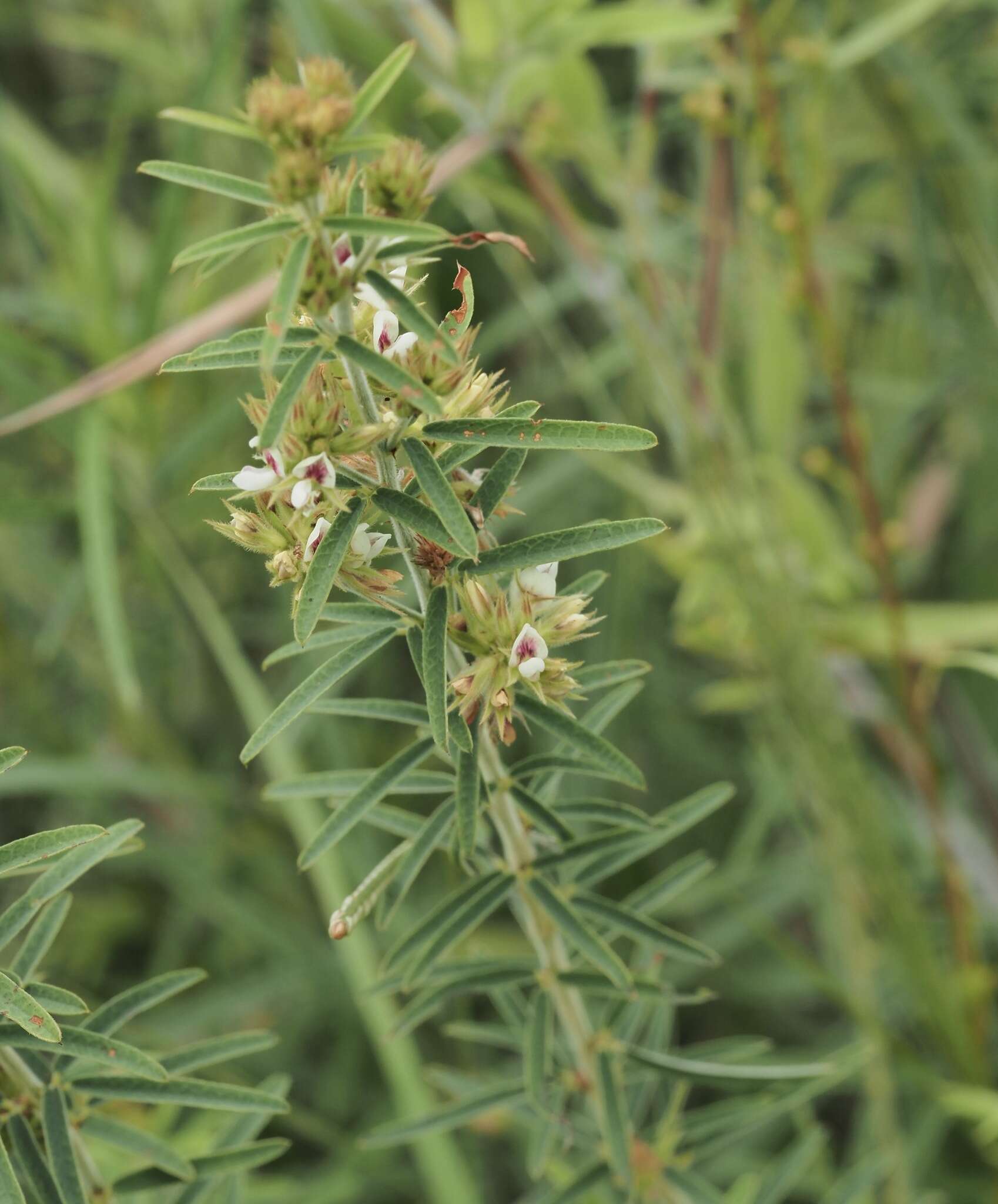 Image de Lespedeza angustifolia (Pursh) Elliott