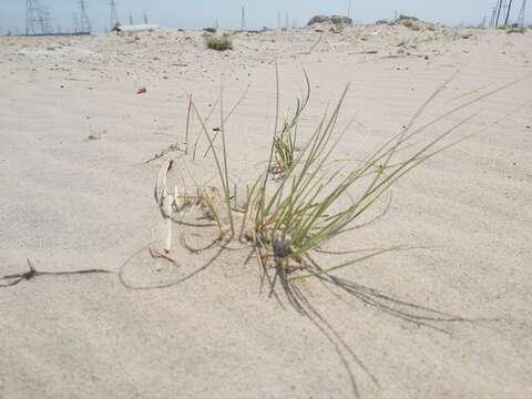 Image of Cyperus conglomeratus Rottb.