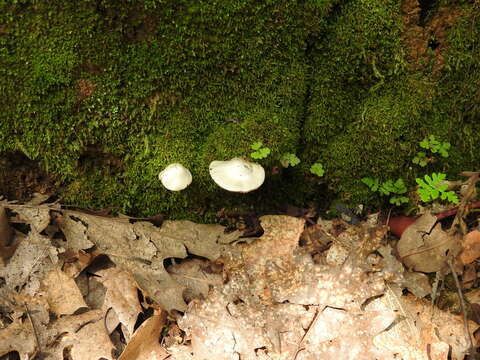 Image of Inocybe insinuata Kauffman 1924