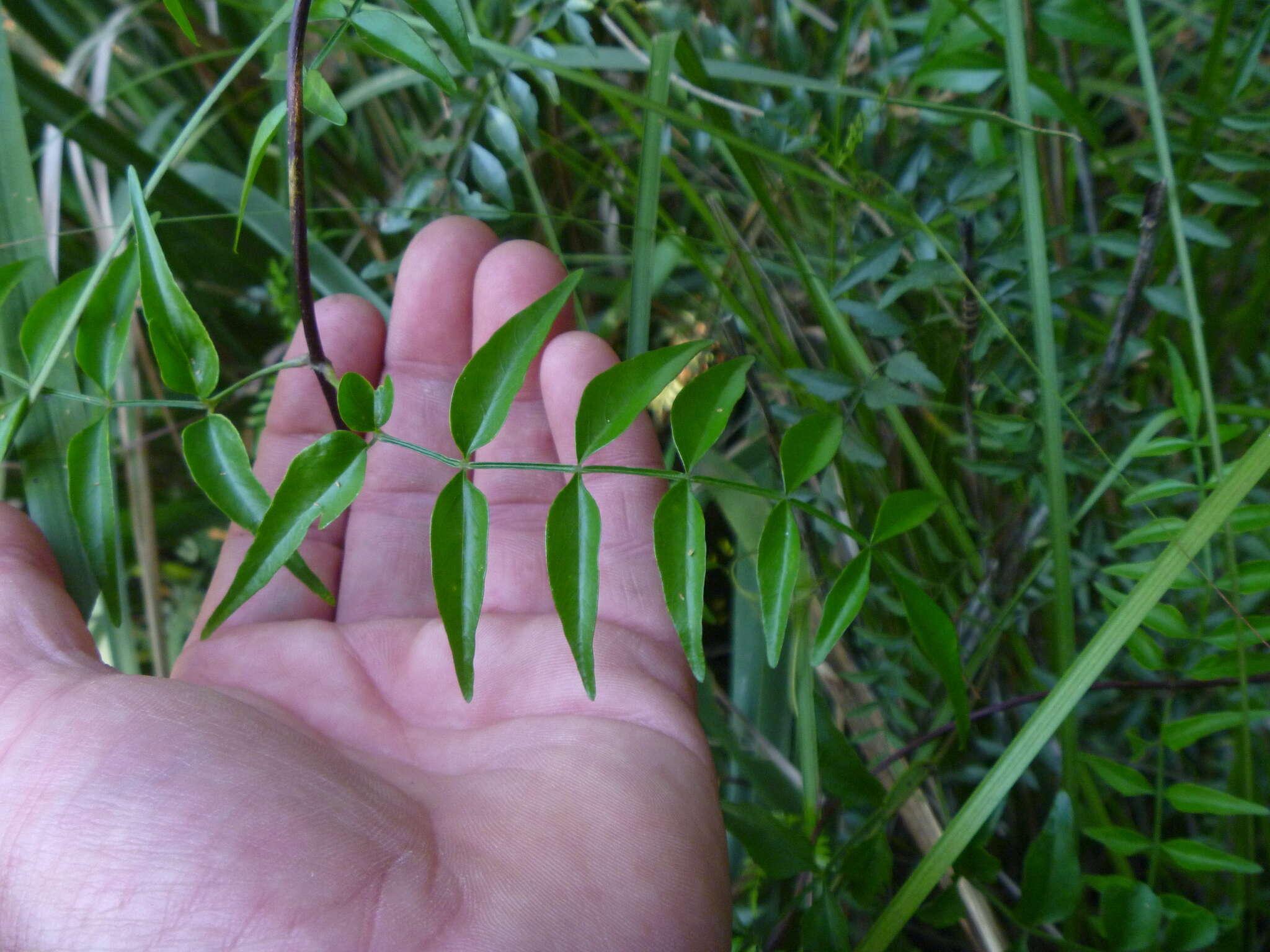 Imagem de Pandorea pandorana (Andr.) Steenis