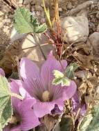 Image of Alcea acaulis (Cav.) Alef.