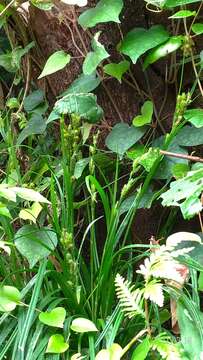 Image of Carex sociata Boott