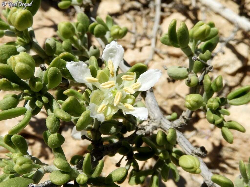 Image of Tetraena dumosa (Boiss.) Beier & Thulin