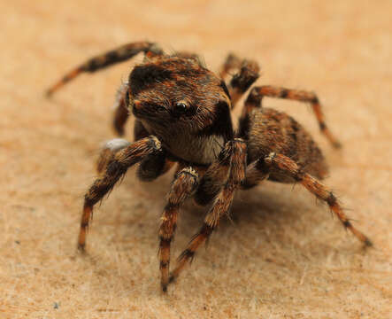 Image of Habrocestum africanum Wesolowska & Haddad 2009