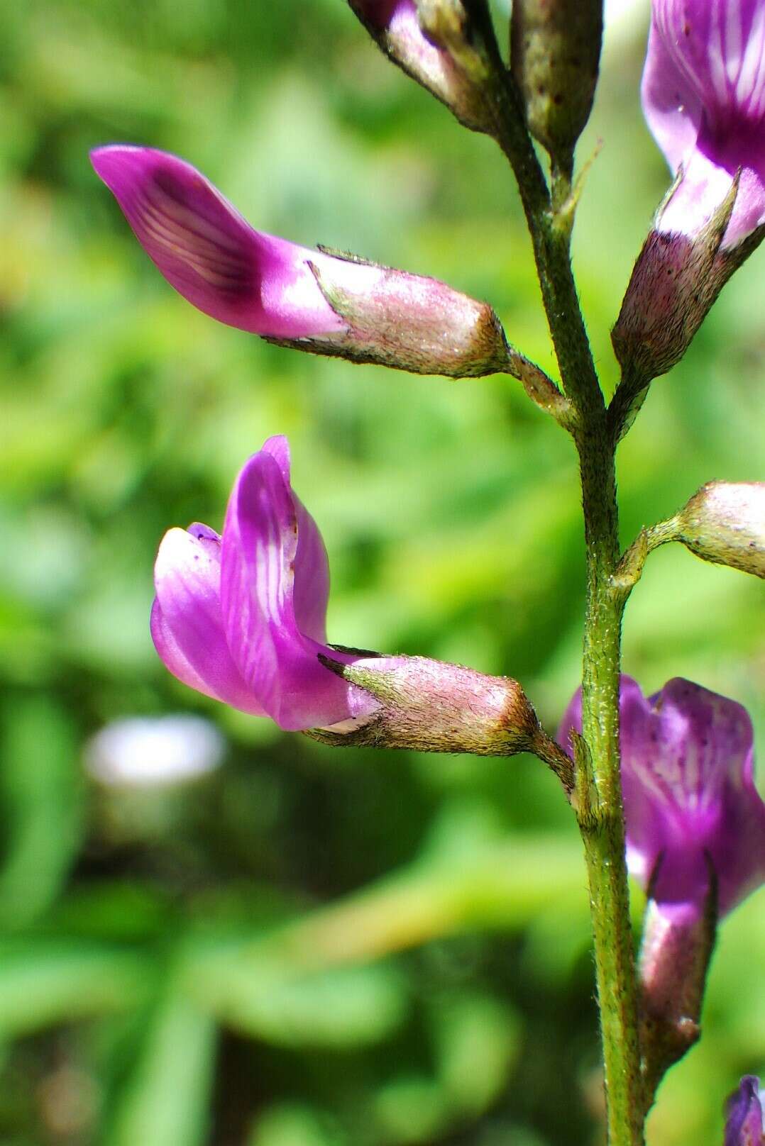 Imagem de Astragalus bourgovii A. Gray