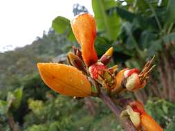 صورة Erythrina fusca Lour.