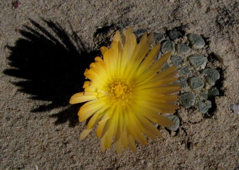 Image of Fenestraria rhopalophylla subsp. aurantiaca (N. E. Br.) H. E. K. Hartm.