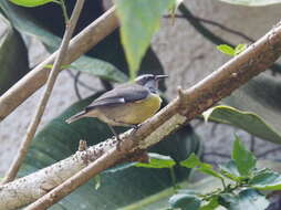 صورة Coereba flaveola mexicana (Sclater & PL 1857)