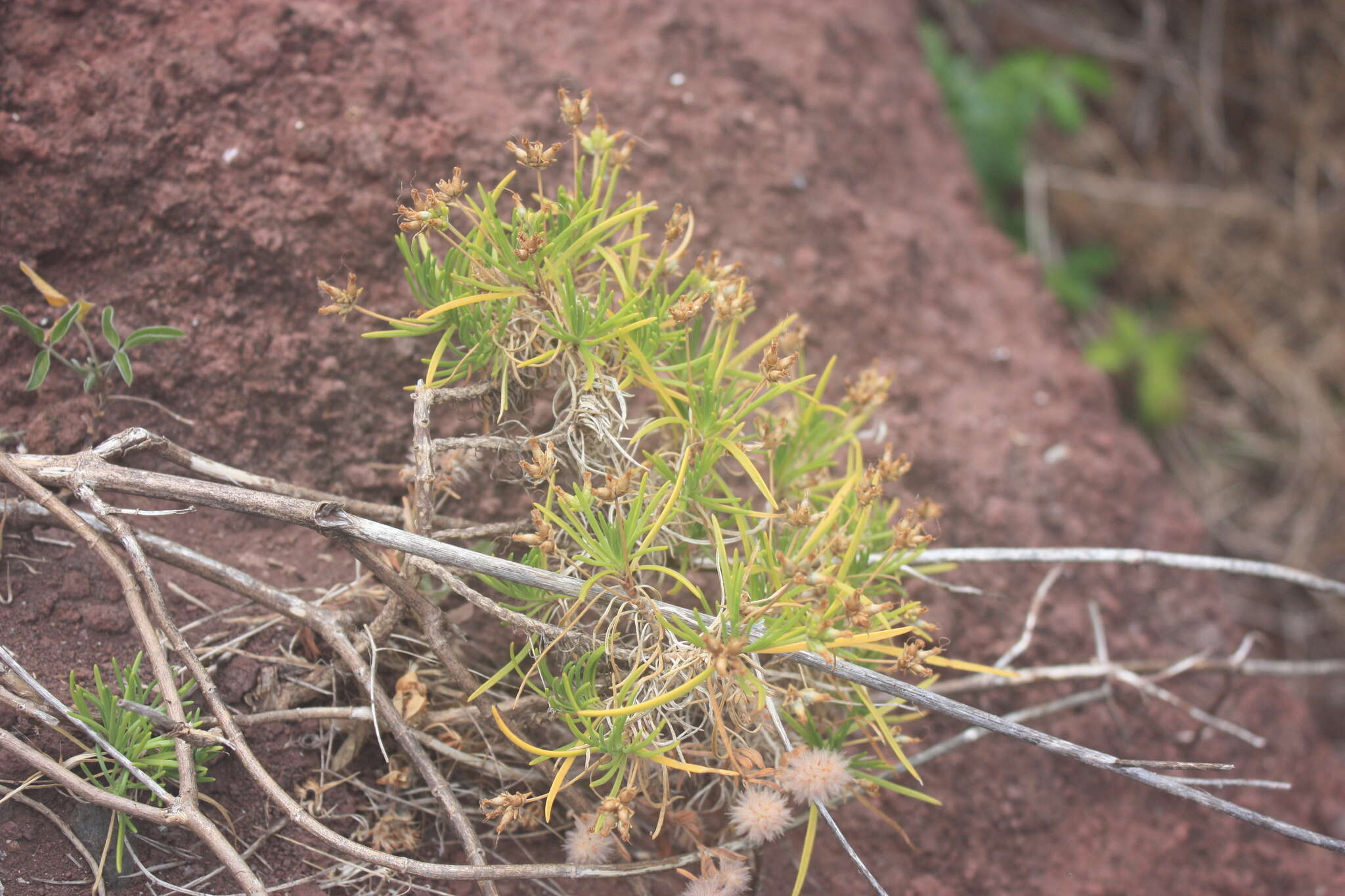 Plantago arborescens subsp. maderensis (Decne.) A. Hansen & Kunk. resmi