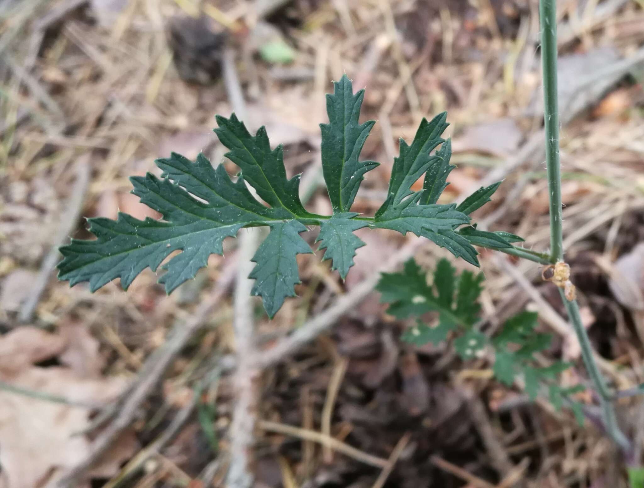 Imagem de Coincya monensis subsp. cheiranthos (Vill.) Aedo, Leadlay & Muñoz Garm.