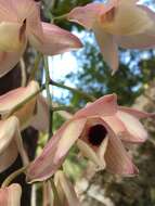 Слика од Dendrobium moschatum (Banks) Sw.