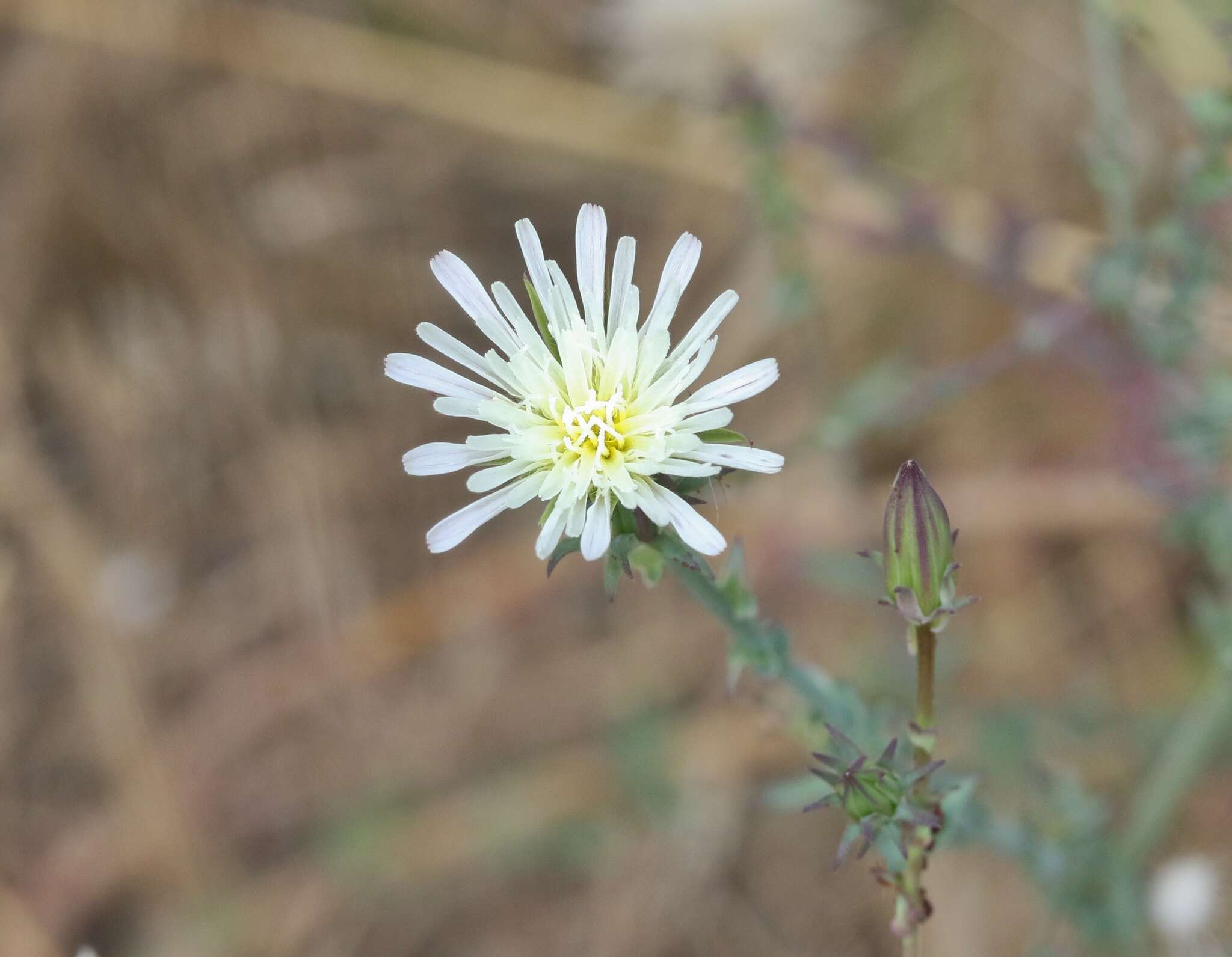 Image of California plumeseed