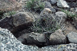 Image of Gymnocalycium pugionacanthum Backeb. ex H. Till