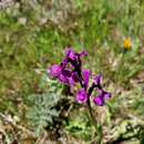 Image de Anacamptis morio subsp. champagneuxii (Barnéoud) H. Kretzschmar, Eccarius & H. Dietr.