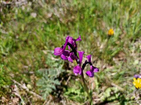 Image of Anacamptis morio subsp. champagneuxii (Barnéoud) H. Kretzschmar, Eccarius & H. Dietr.