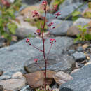 Plancia ëd Saxifraga kolenatiana Regel