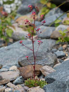 Image of Saxifraga kolenatiana Regel