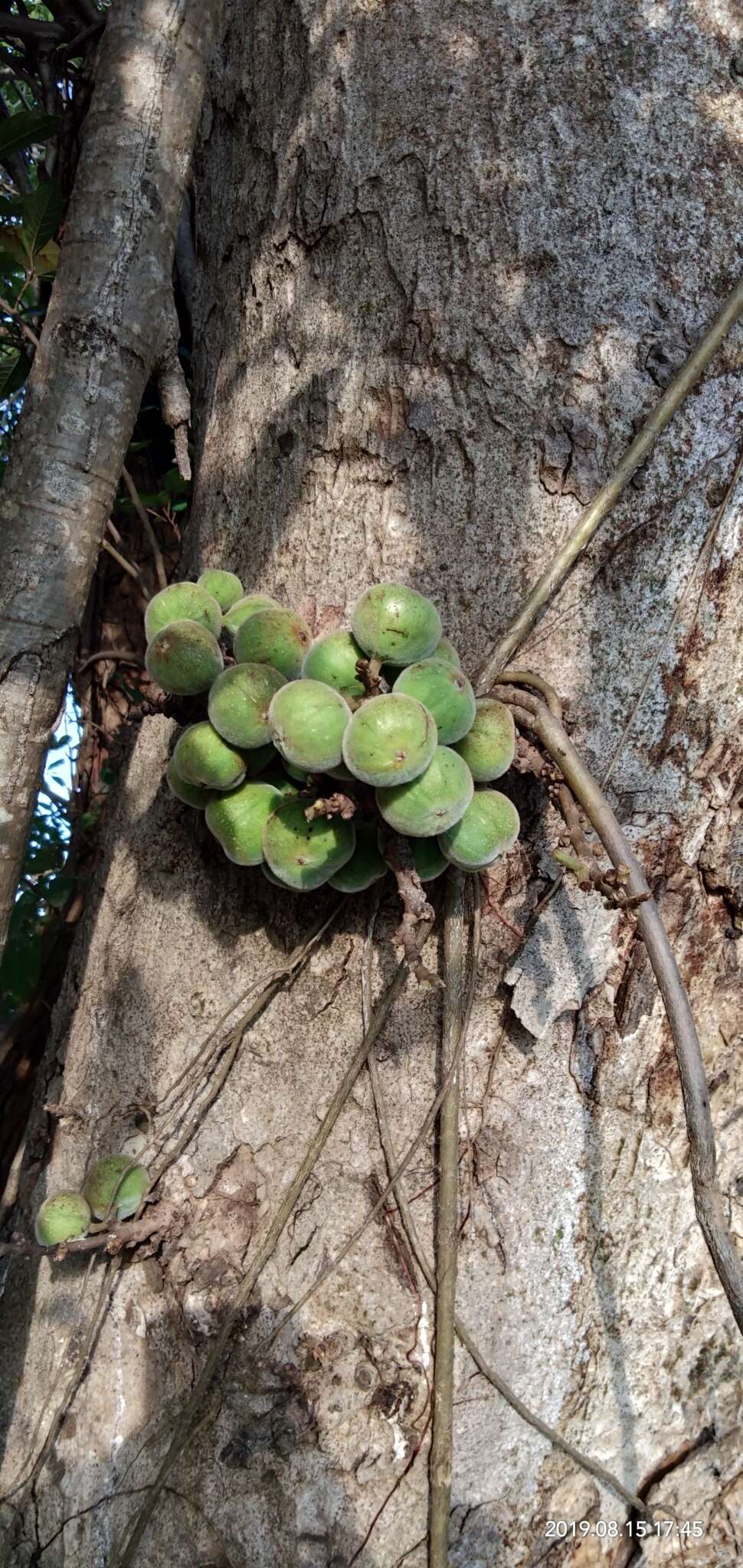 Imagem de Ficus racemosa L.