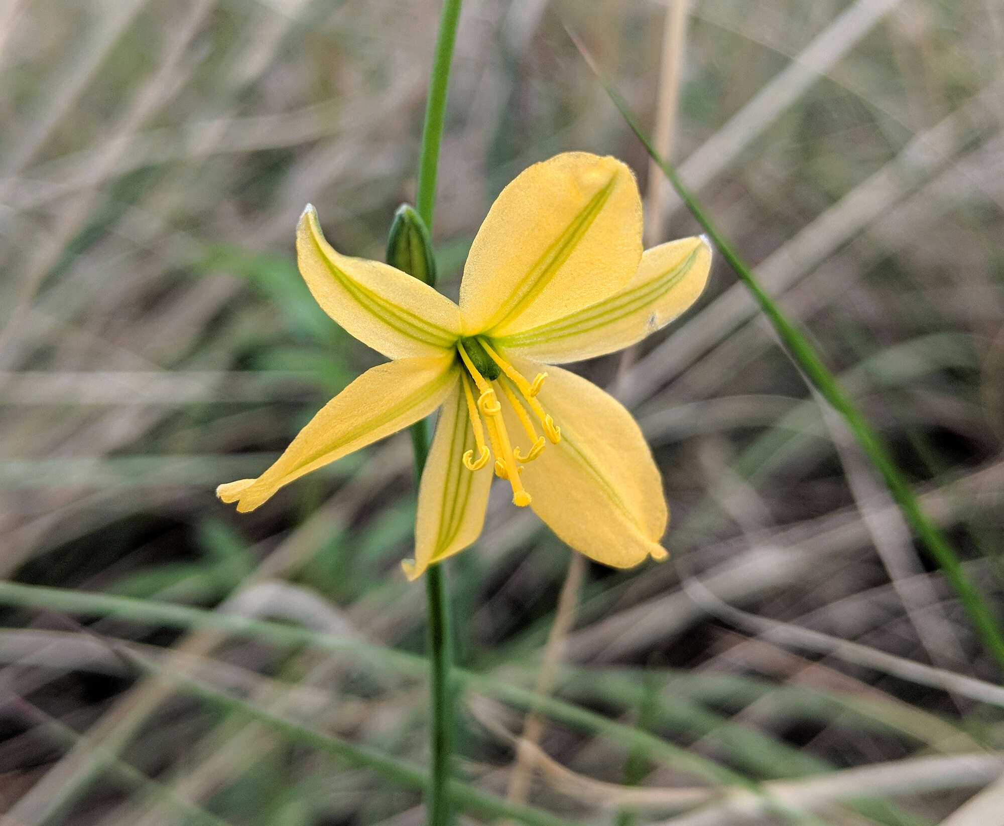 Sivun Echeandia flavescens (Schult. & Schult. fil.) Cruden kuva