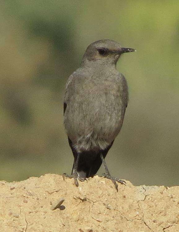 Image of Mountain Wheatear