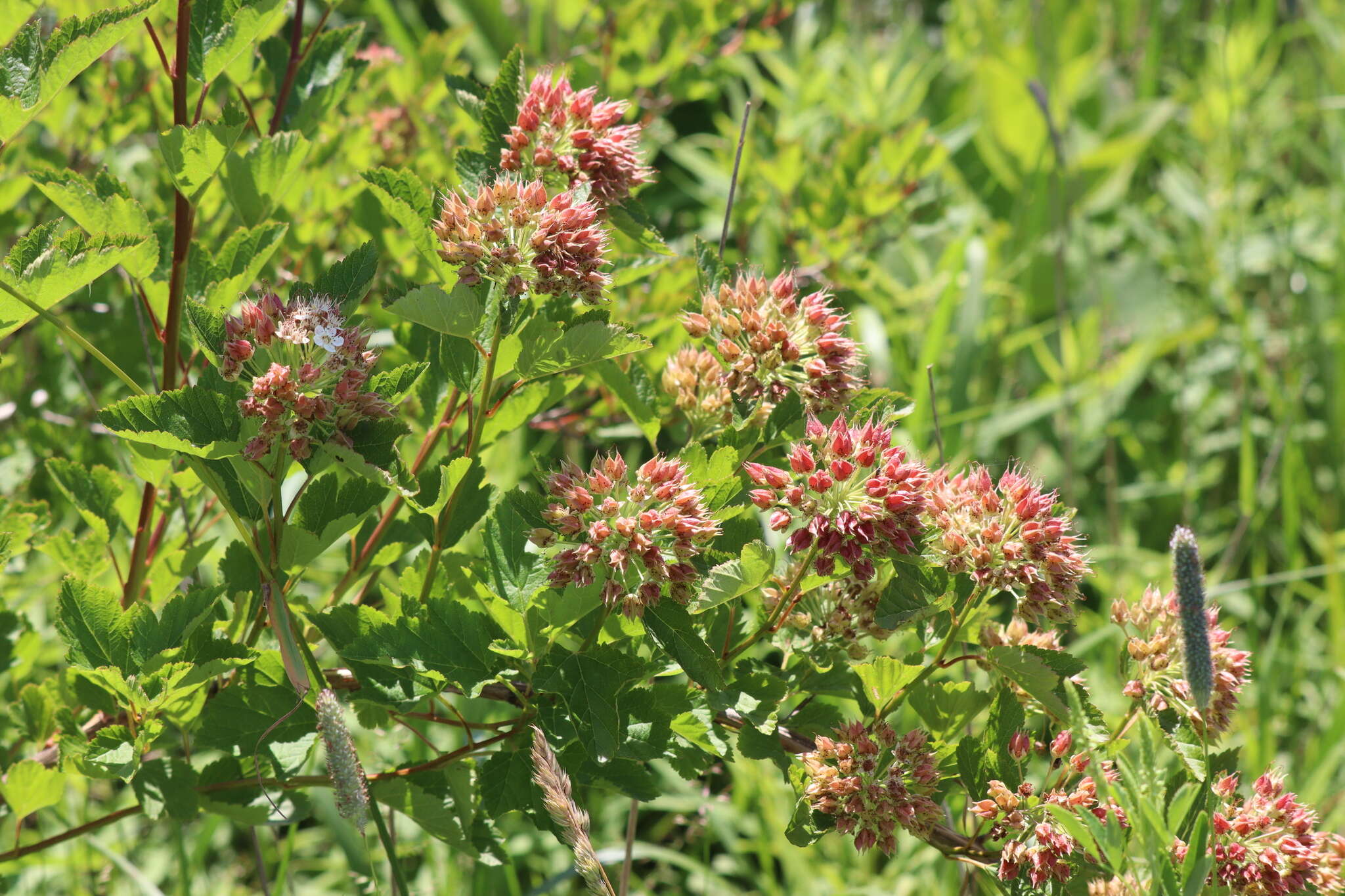 Plancia ëd Physocarpus opulifolius var. intermedius (Rydb.) B. L. Robins.