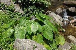 Sivun Colocasia oresbia A. Hay kuva