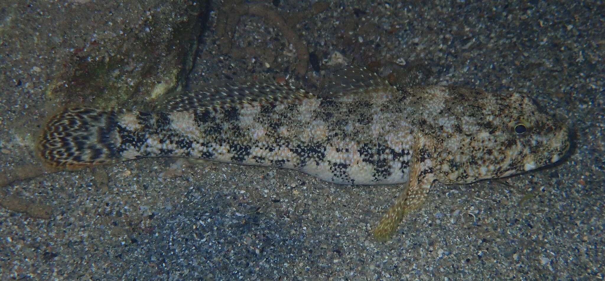 Image of Giant goby