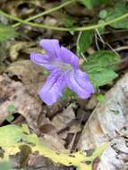 صورة Ruellia purshiana Fern.