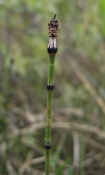 Image of variegated horsetail