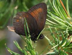 Image of Blind Ringlet