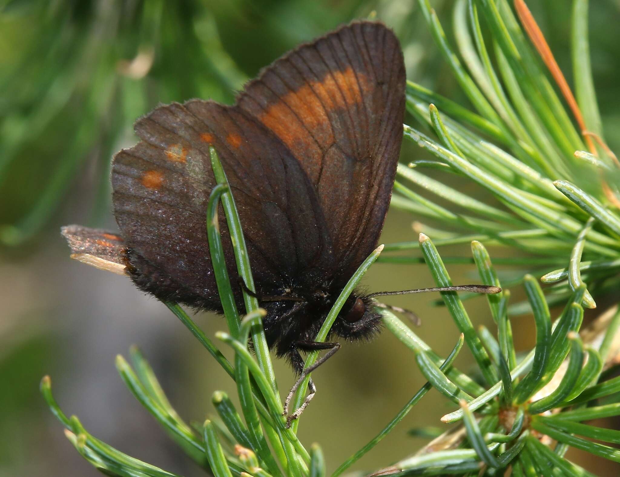 Image of Blind Ringlet