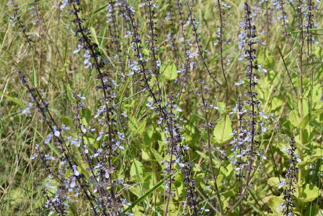 <i>Coleus hadiensis</i>的圖片