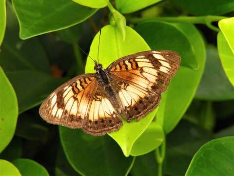 Image of <i>Junonia <i>sophia</i></i> sophia