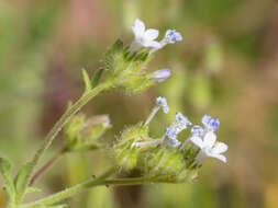 Plancia ëd Allophyllum gilioides subsp. gilioides