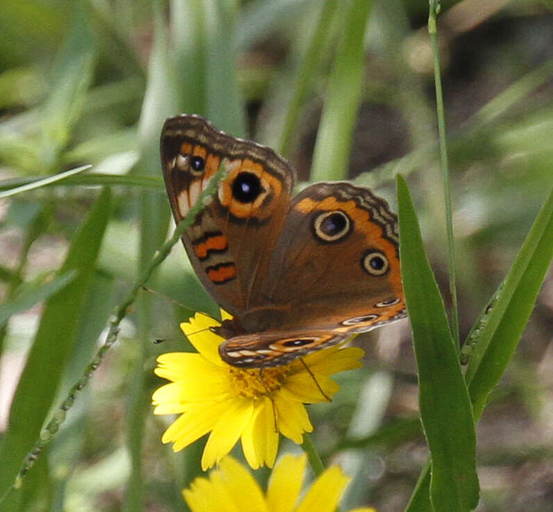 Image of <i>Junonia neildi</i>