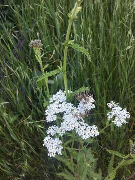 Image of California yarrow