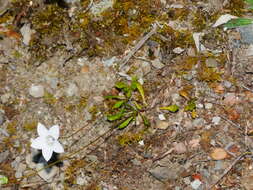 صورة Wahlenbergia albomarginata subsp. laxa (G. Simpson) J. A. Petterson