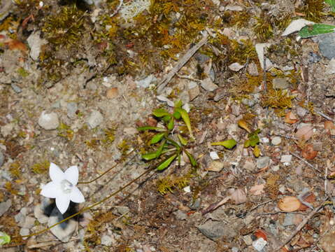 صورة Wahlenbergia albomarginata subsp. laxa (G. Simpson) J. A. Petterson