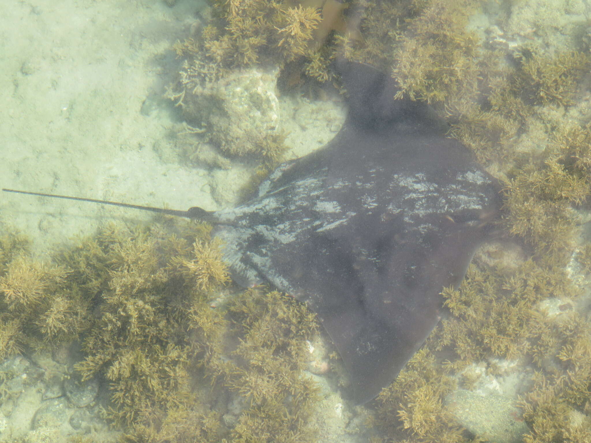 Image of Australian Eagle Ray