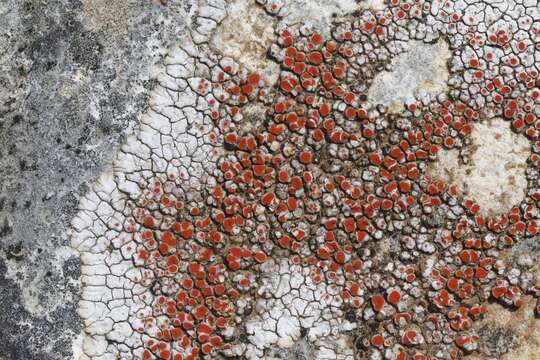 Слика од Haematomma fenzlianum A. Massal.