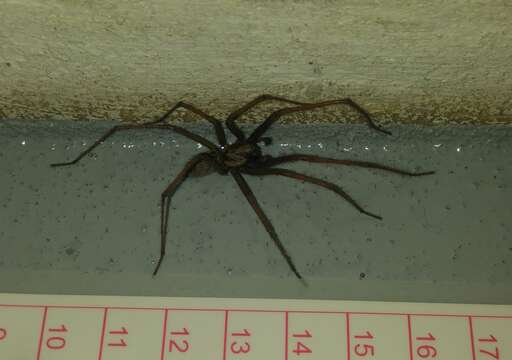 Image of Giant House Spider