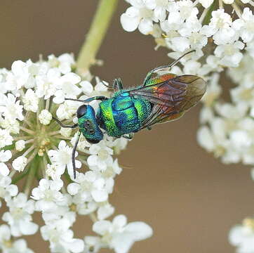 Image of <i>Chrysis clarinicollis</i>