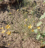 Linum aristatum Engelm. resmi