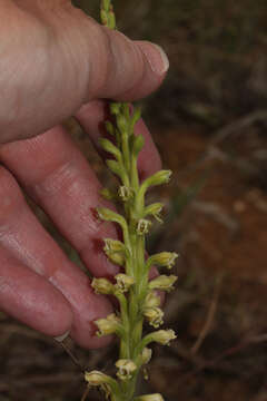 Plancia ëd Stenoptera peruviana C. Presl