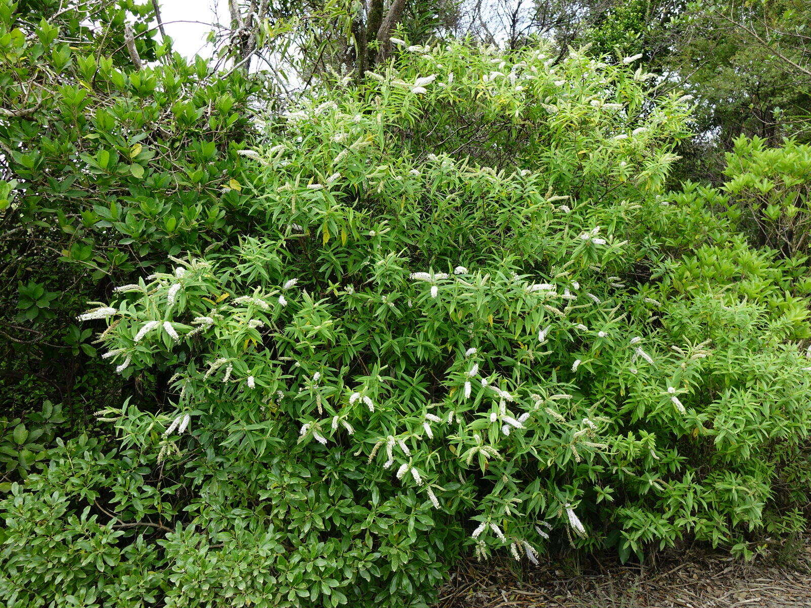 Image of Veronica stricta Banks & Soland. ex Benth.